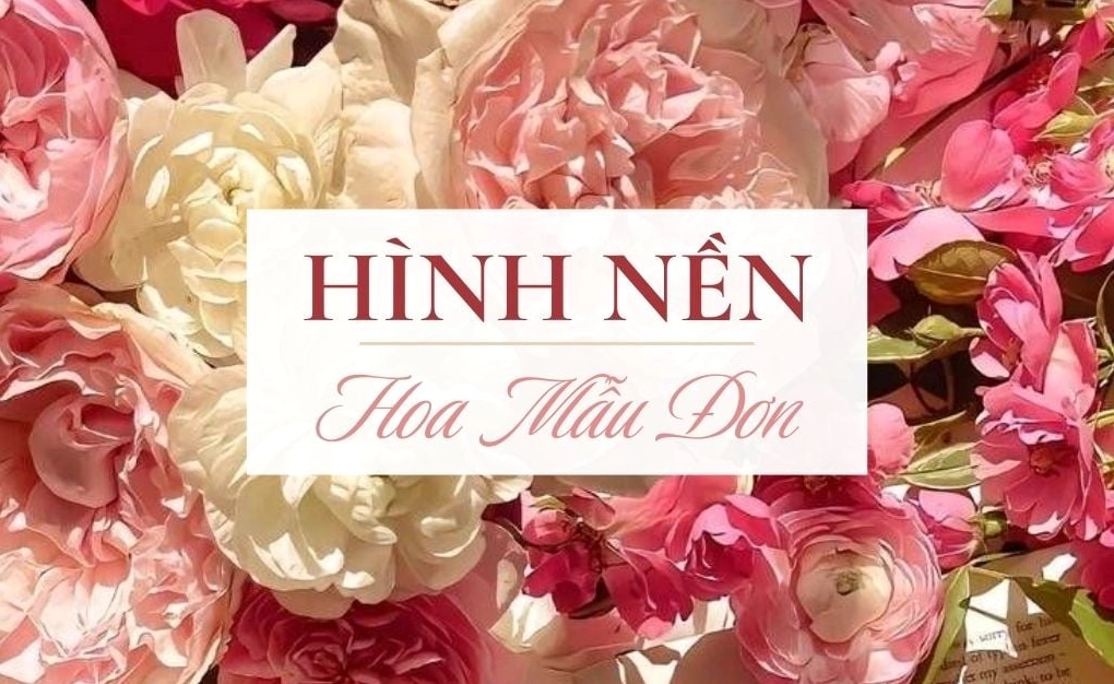 Tải 500+ hình nền hoa mẫu đơn đẹp Full HD miễn phí