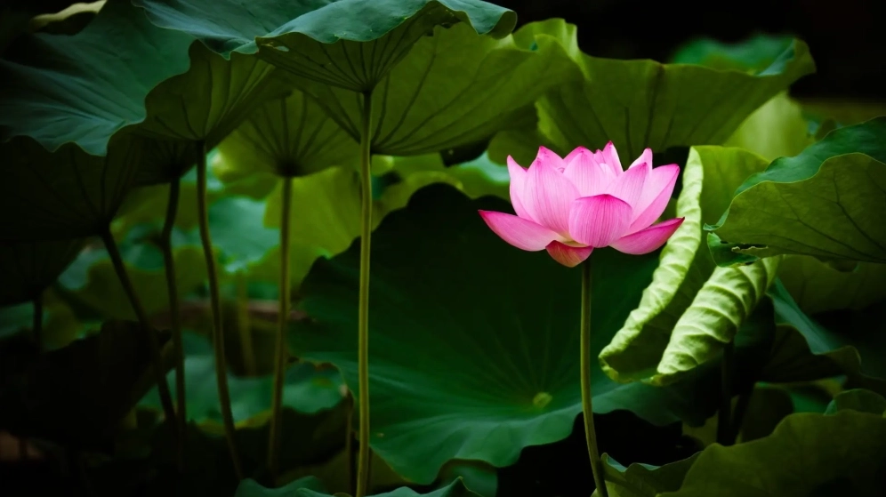 Tải miễn phí hình nền pp hoa sen cho bài thuyết trình