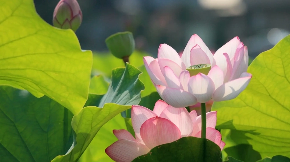 Tải ngay hình nền đẹp hoa sen miễn phí cực chất