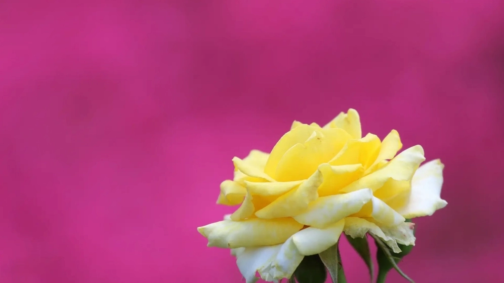 Tải về hình ảnh bông hoa hồng đẹp, chất lượng cao, miễn phí