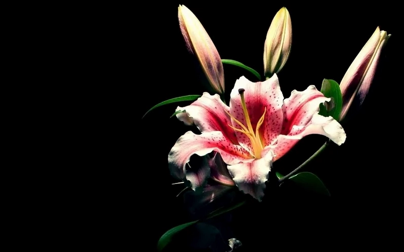 Tận hưởng vẻ hoàn mỹ qua background hoa ly chụp studio chuyên nghiệp