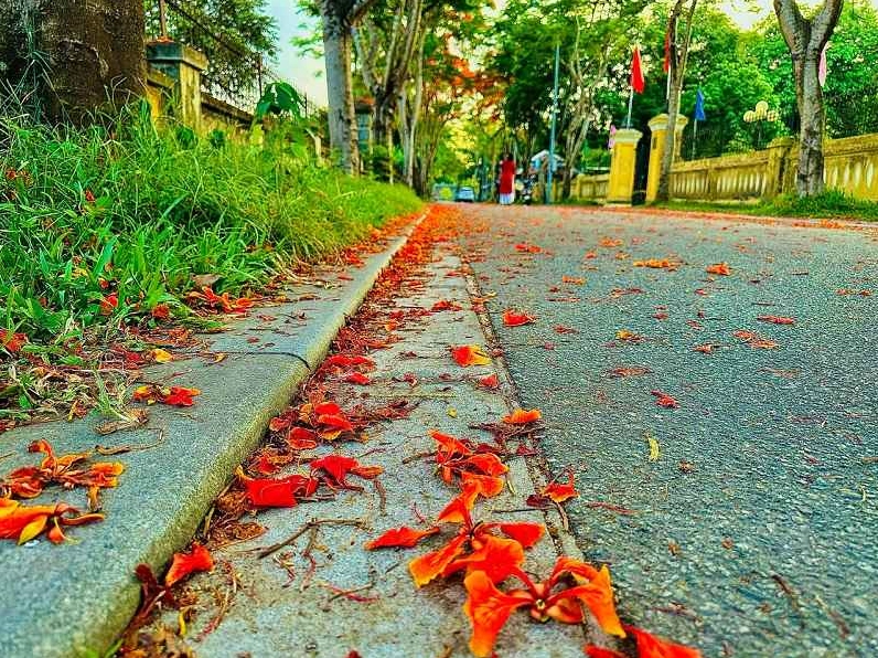 Tán phượng vĩ che rợp một khoảng sân trường