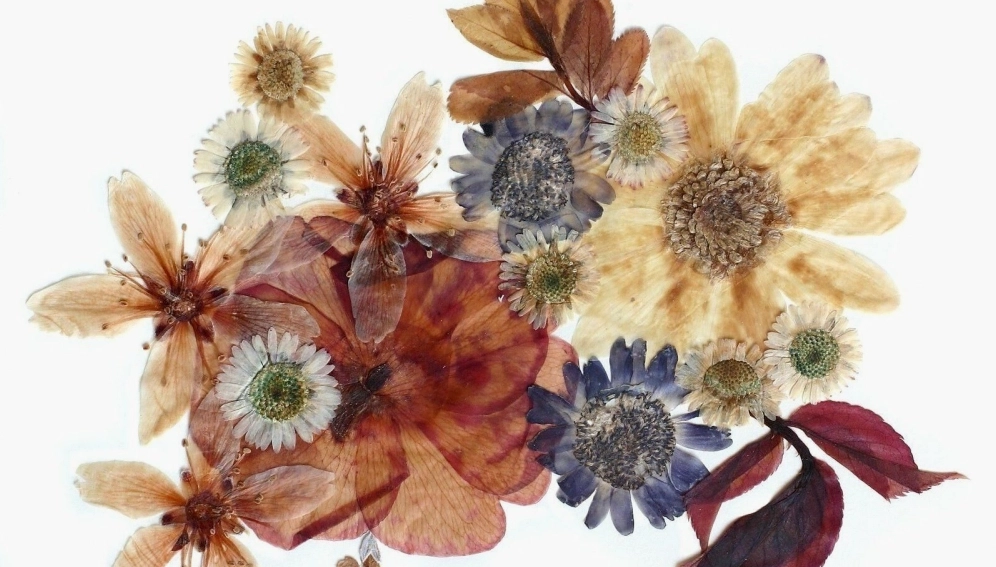 Thiết lập không gian chụp tại background hoa khô studio xịn