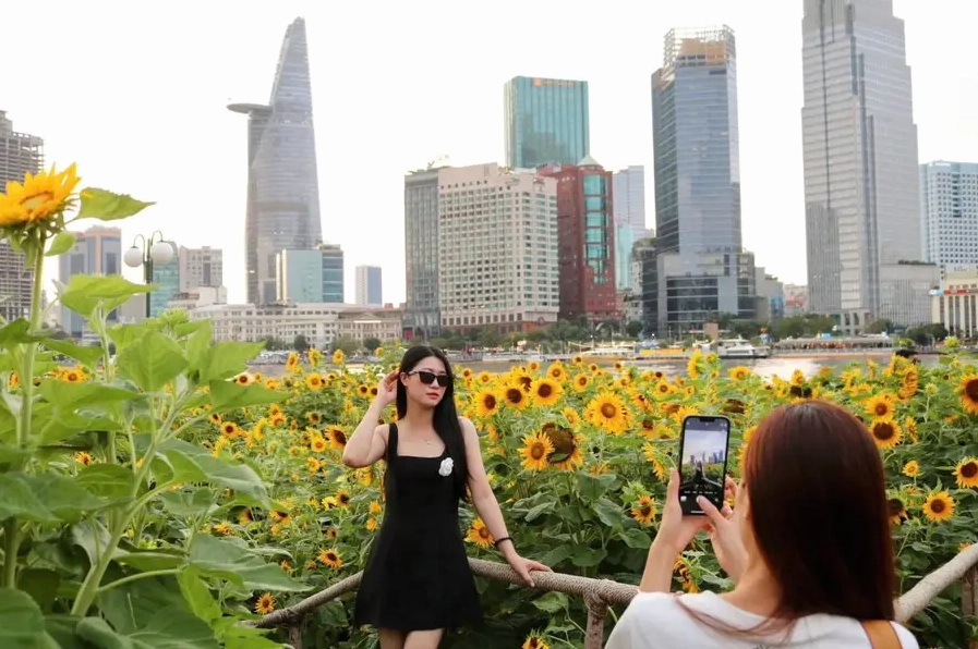 Thoải mái săn ảnh triệu view bên vườn hoa hướng dương bên bờ sông Sài Gòn | Cánh đồng hoa