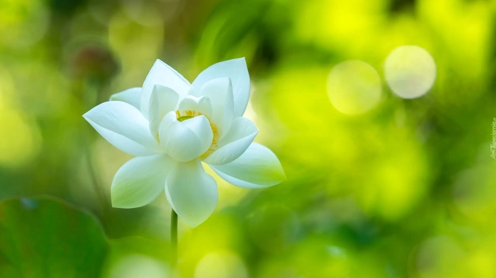 Thưởng thức vẻ đẹp thiên nhiên với hình nền hoa sen