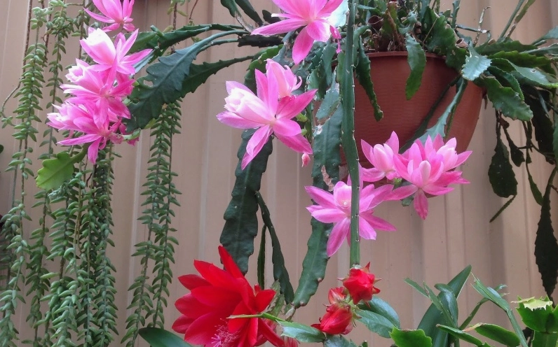 Toàn cảnh hoa quỳnh bung nở lộng lẫy