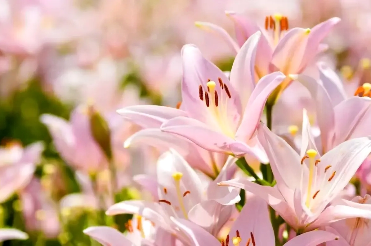 Tổng hợp 99+ ảnh background hoa ly đẹp chất lượng cao