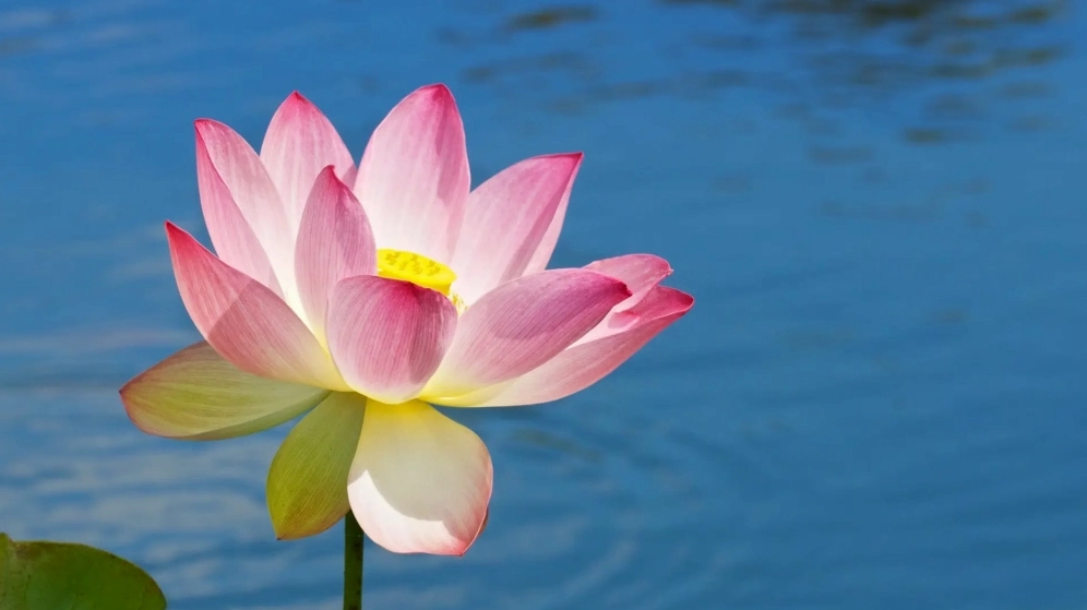 Tổng hợp ảnh hoa sen đẹp làm hình nền tinh tế nhất