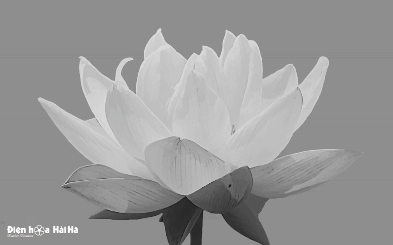 Tổng hợp hình chia buồn đám tang