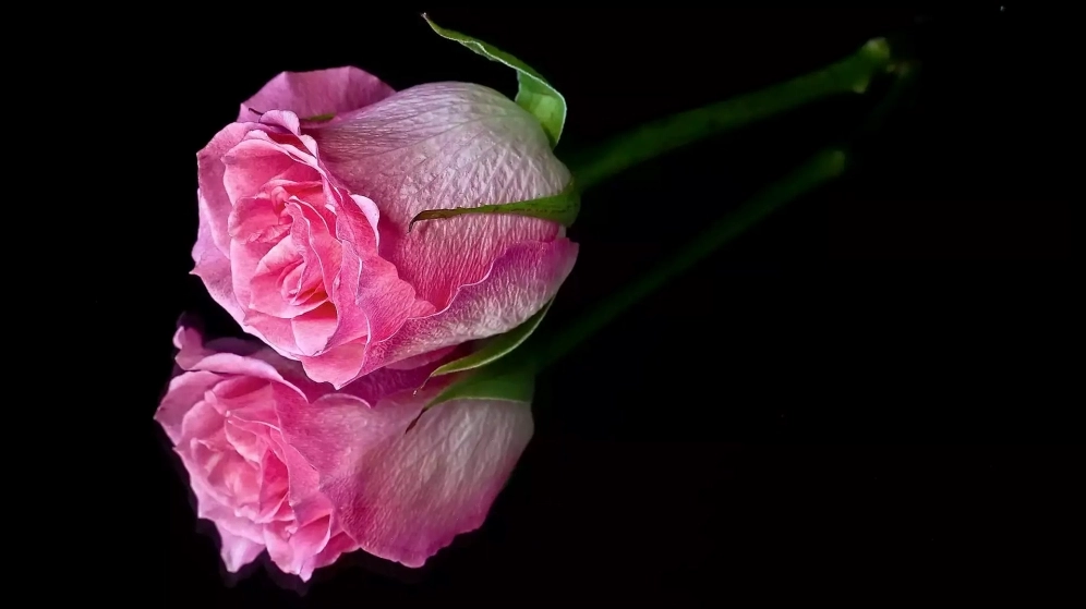 Tổng hợp hình nền hoa hồng đẹp sắc nét, chất lượng cao cho bạn