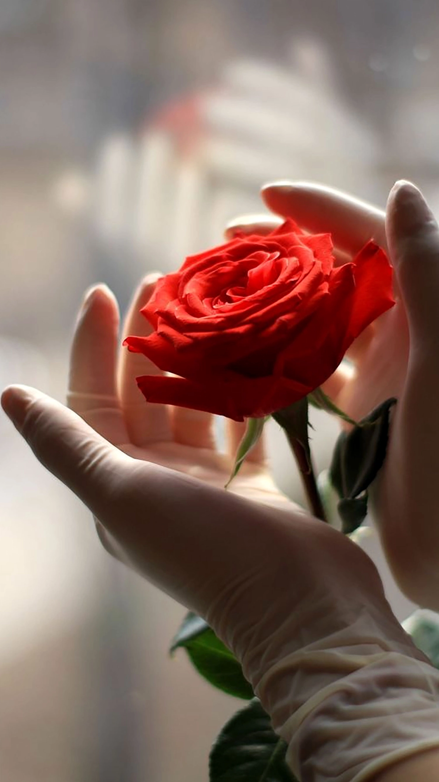 Top hình nền hoa hồng đỏ đẹp mê mẩn