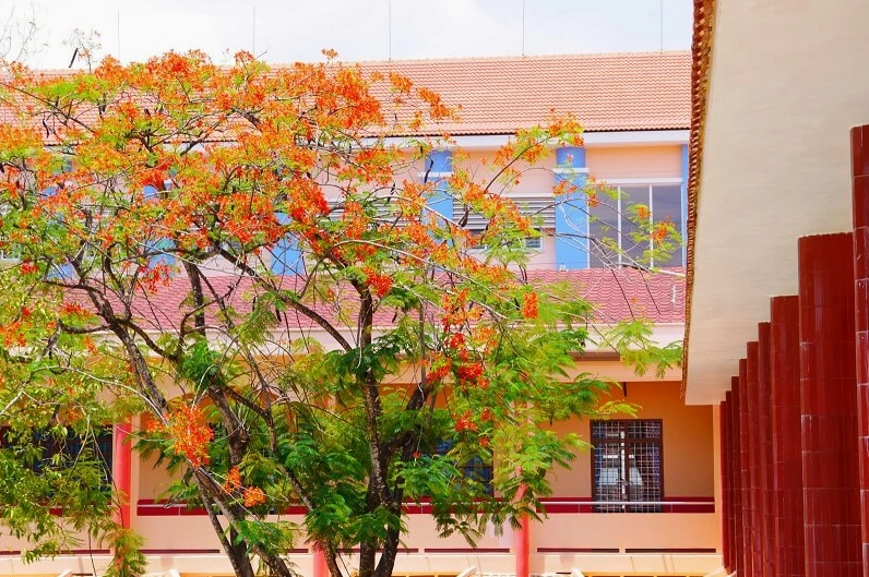 Trang trí màn hình với hình nền ảnh hoa phượng