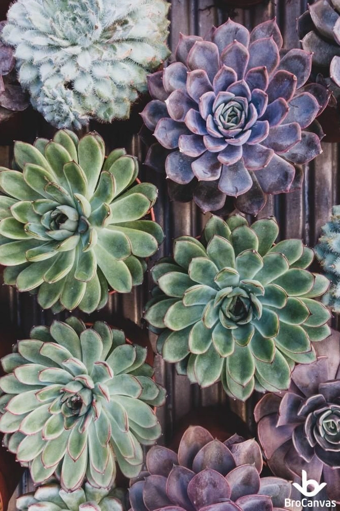 Tranh vẽ sen đá nghệ thuật