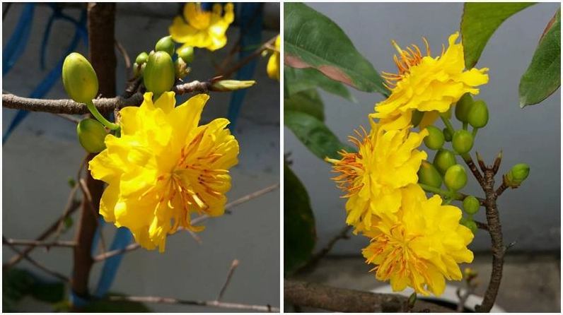 Từng cánh hoa mai 12 cánh khoe sắc đón lộc đầu năm