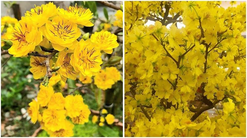 Từng lớp cánh mai vàng nở biểu tượng của may mắn