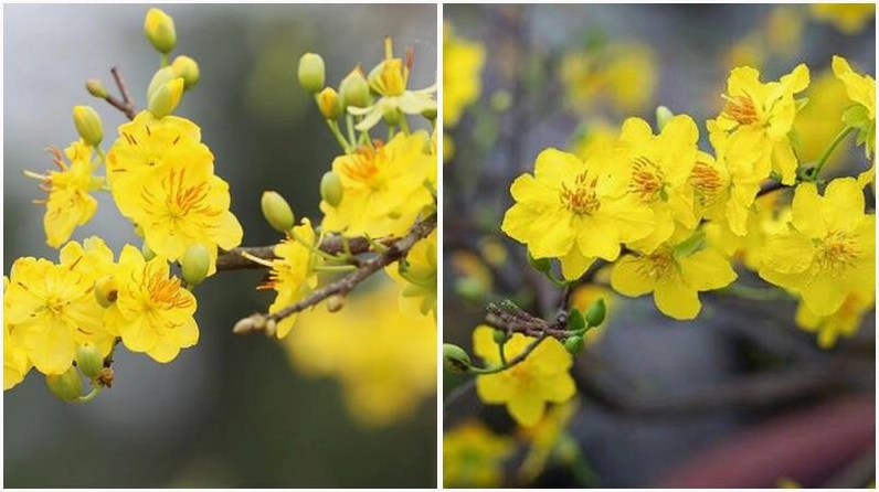 Từng tầng hoa mai nở đón xuân về đầy ấm áp