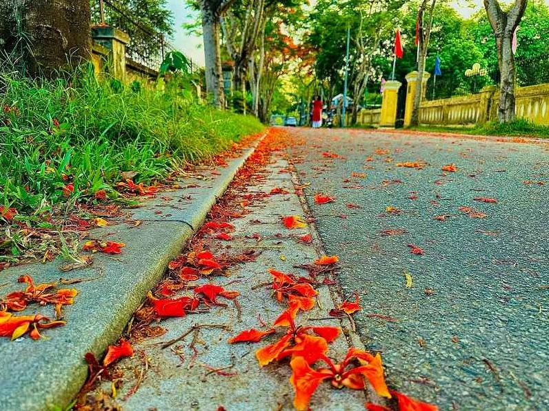 Tuyển tập hình nền ảnh hoa phượng ấn tượng