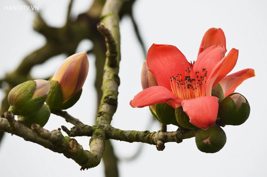 Vẻ đẹp của cây gạo bên khung cảnh yên bình