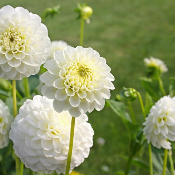 Vẻ đẹp độc đáo của hoa thược dược tổ ong đầy cuốn hút