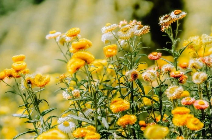 Vẻ đẹp mộng mơ của đồi hoa bất tử Đà Lạt