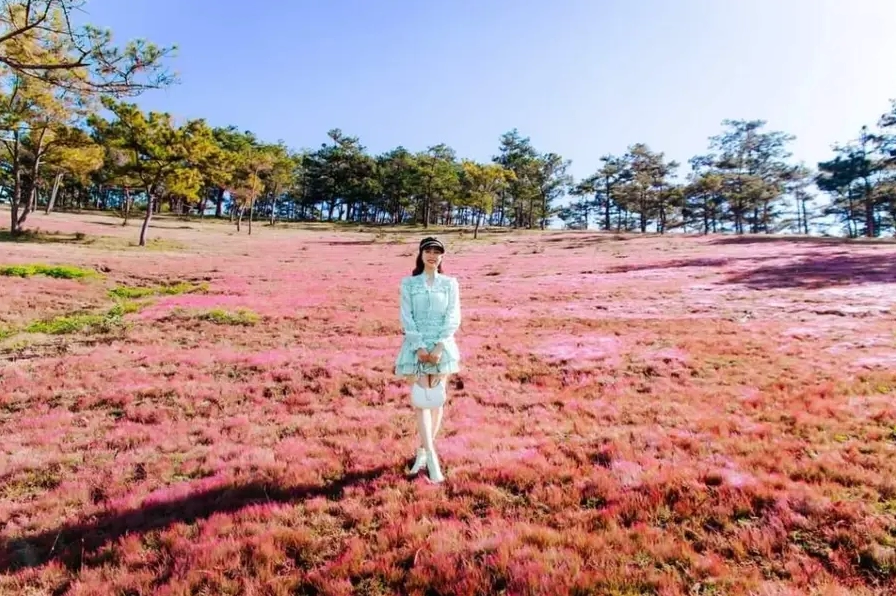 Vẻ đẹp thơ mộng của cánh đồng cỏ hồng trải dài trên sườn núi | Cánh đồng hoa