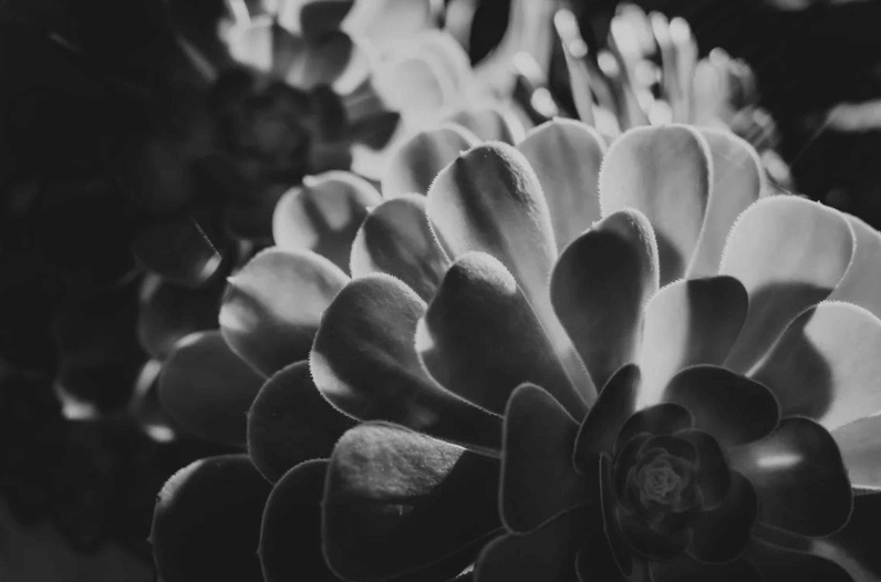 Vẻ đẹp tĩnh lặng của hoa mùa đêm