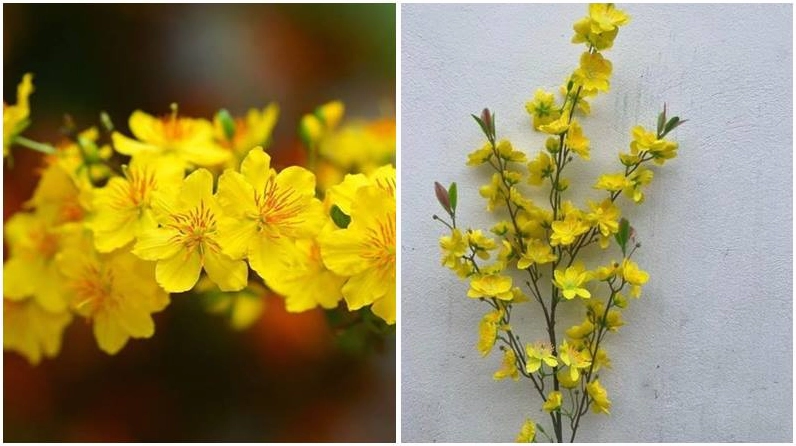 Vẻ đẹp truyền thống của hoa mai 5 cánh rực rỡ đón xuân