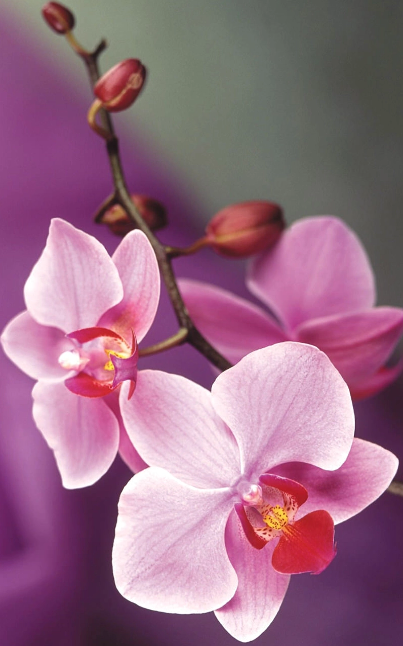 Vẻ đẹp tuyệt vời của bông hoa lan