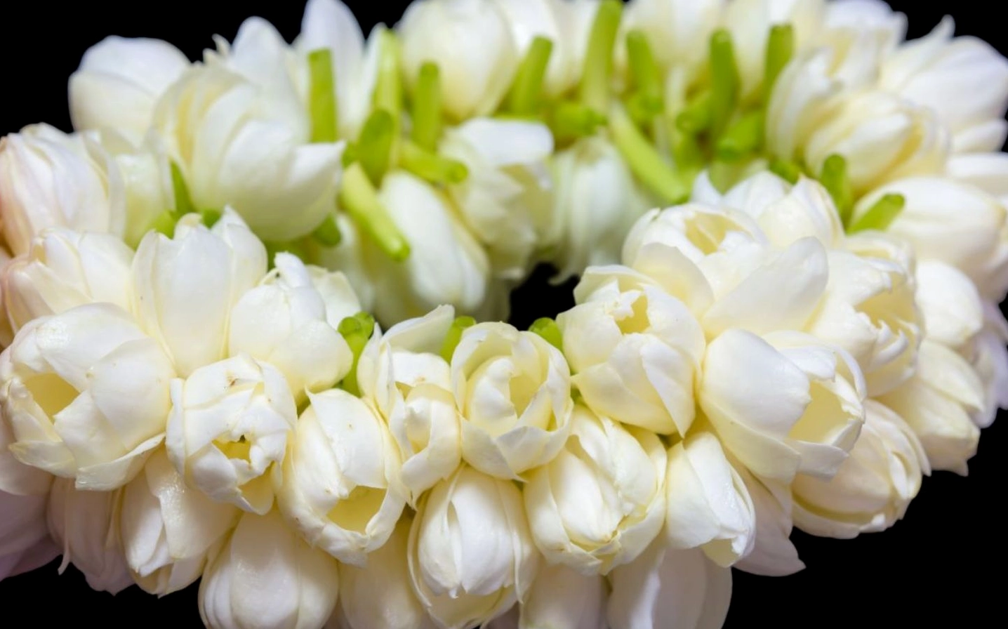 Vòng hoa nhài trắng tinh khiết tuyệt đẹp