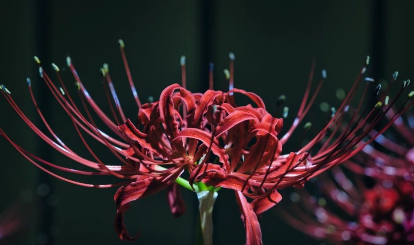 Wallpaper chụp cận cảnh hoa bỉ ngạn nét 4K cho máy tính