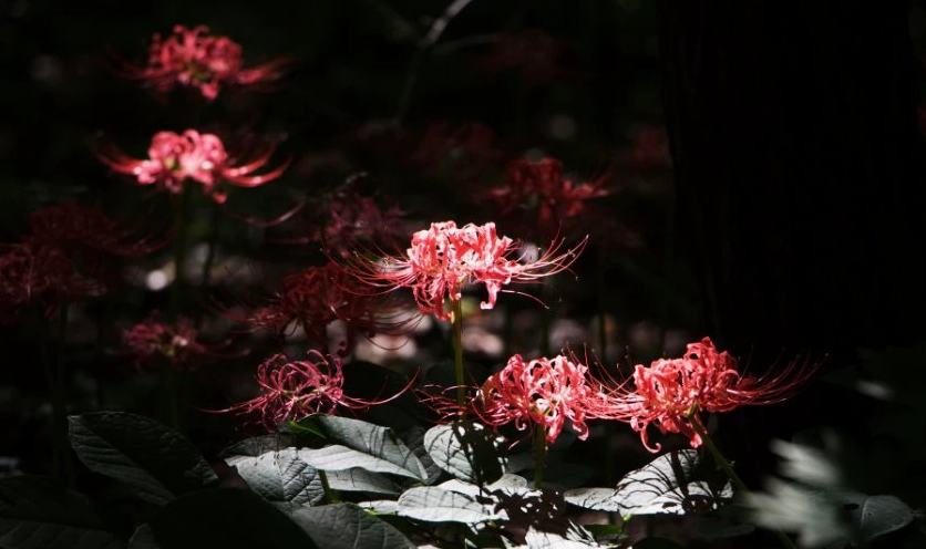 Wallpaper hoa bỉ ngạn đỏ nét 4K siêu thực trên máy tính