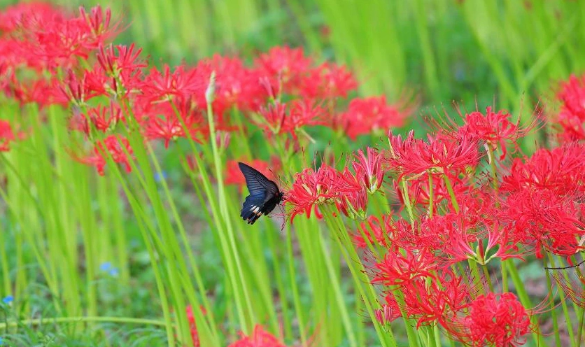 Wallpaper hoa bỉ ngạn đỏ nhiếp ảnh 4K máy tính