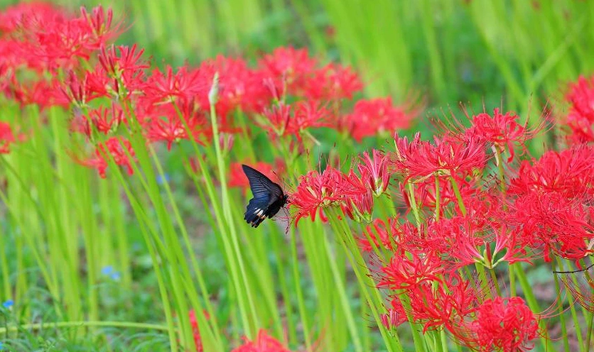 Wallpaper hoa bỉ ngạn đỏ nhiếp ảnh 4K máy tính