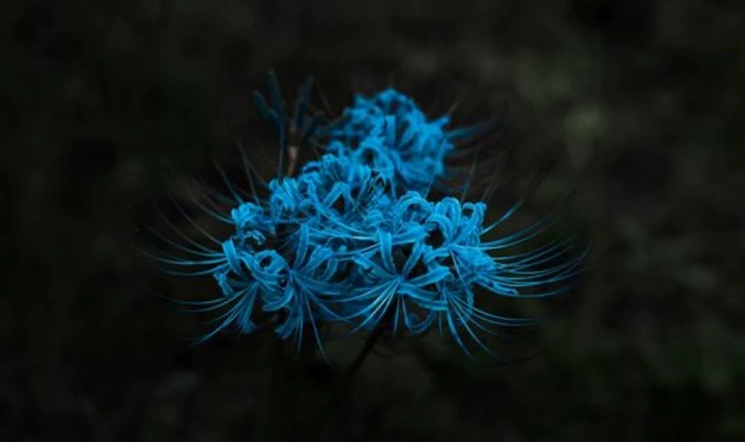 Wallpaper hoa bỉ ngạn xanh nét 4K tải trên máy tính