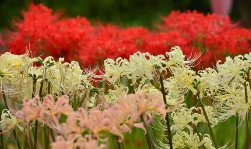 Wallpaper rừng hoa bỉ ngạn 4K cho máy tính