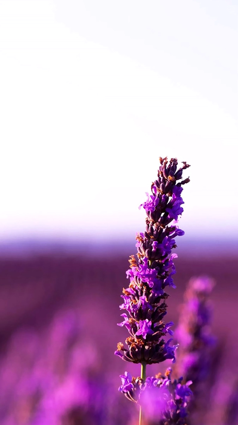 Ý nghĩa của hoa lavender mang lại sự thanh tịnh và bình yên giúp giảm stress