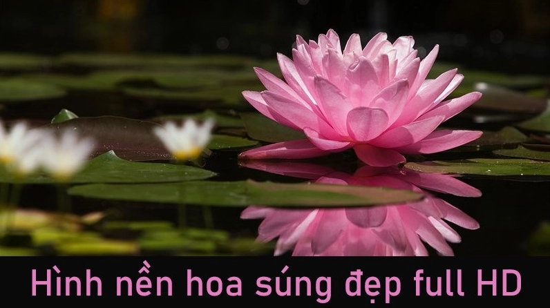Ý nghĩa của hoa súng 100+ hình nền ảnh hoa súng đẹp full HD