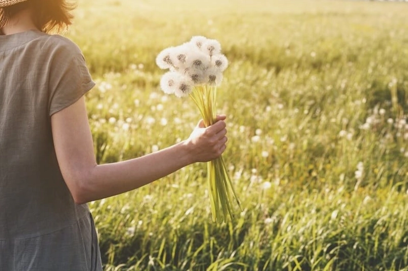 Ý nghĩa hoa bồ công anh là biểu tượng của ước mơ niềm hy vọng