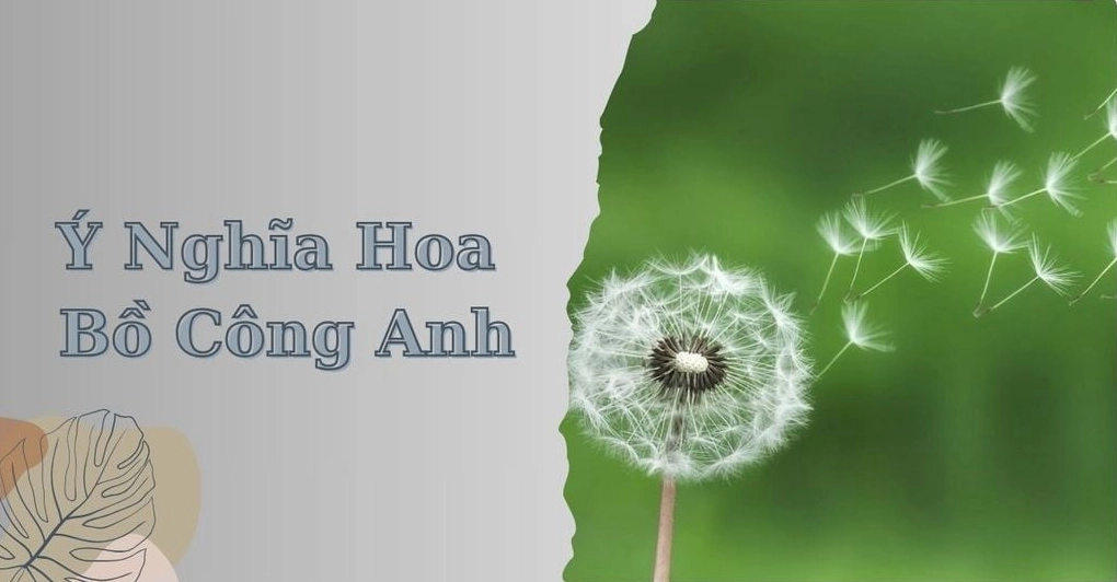 Ý nghĩa hoa bồ công anh tải ảnh hoa bồ công anh bay trong gió đẹp nhất