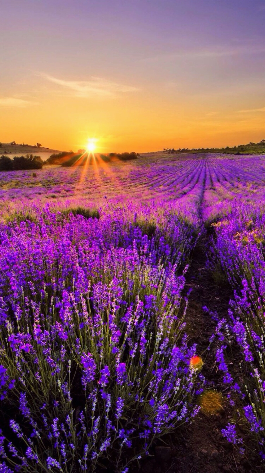 Ý nghĩa hoa lavender qua hình ảnh cánh đồng hoa dưới ánh hoàng hôn