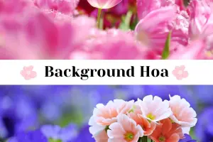 Background Hoa