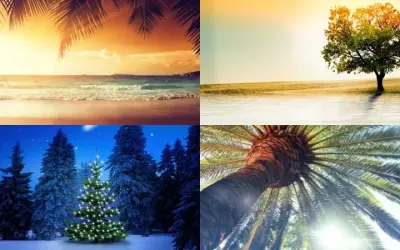 Tải ngay ảnh background cây xanh đẹp, chất lượng cao