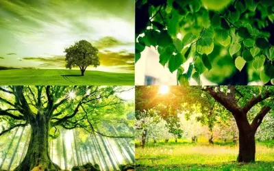 100+ ảnh background cây xanh đẹp, tự nhiên, dễ chịu