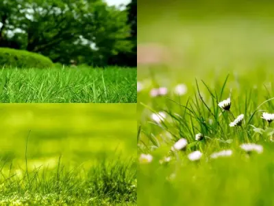 100+ ảnh background bãi cỏ đẹp tự nhiên, sắc nét nhất
