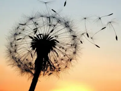 43+ background bồ công anh tô điểm mọi dự án sáng tạo