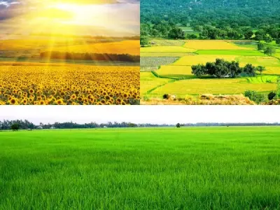 100+ ảnh background cánh đồng đẹp ngỡ ngàng như tranh