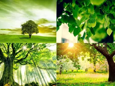 100+ ảnh background cây xanh đẹp, tự nhiên, dễ chịu