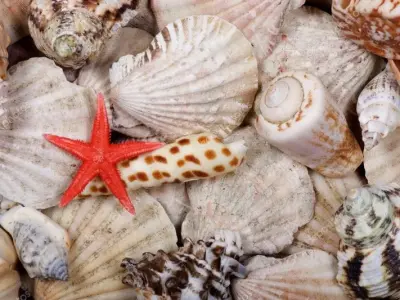 50+ ảnh background hải sản chất lượng cao đáng tải ngay