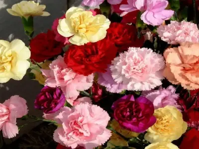 Tổng hợp 90 ảnh background hoa cẩm chướng đẹp chuẩn HD