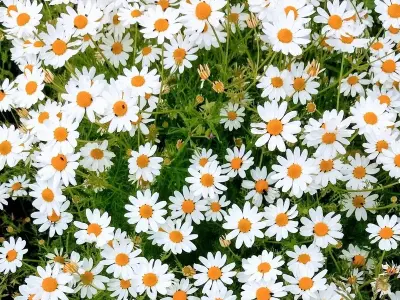 Tổng hợp 50+ ảnh background hoa cúc đẹp chất lượng cao